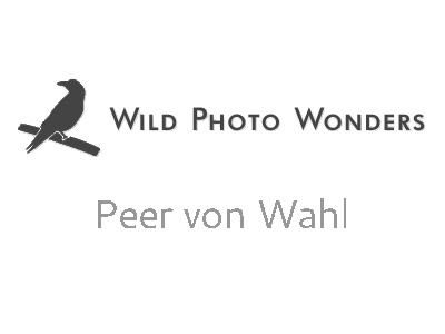 Wild Photo Wonders