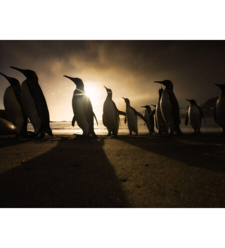 Shadow penguins