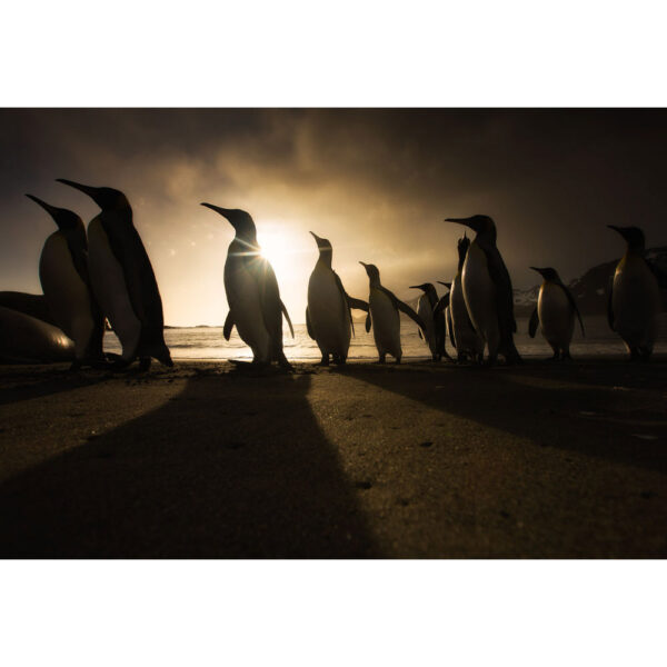 Shadow penguins
