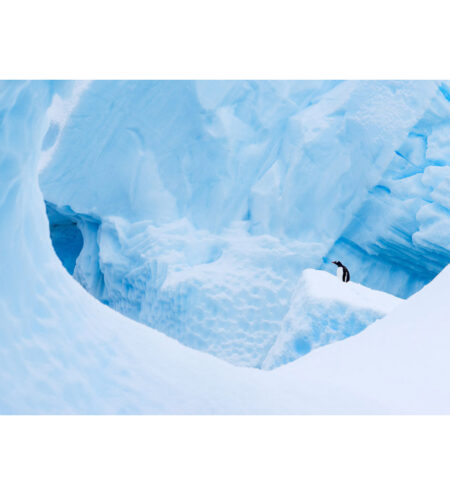 Gentoo penguin in ice