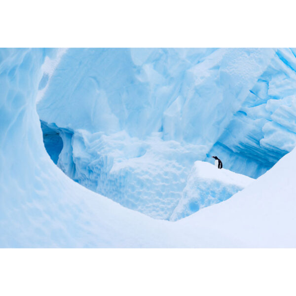 Gentoo penguin in ice